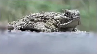 Le crapaud cornu lance du sang pour intimider ses adversaires.