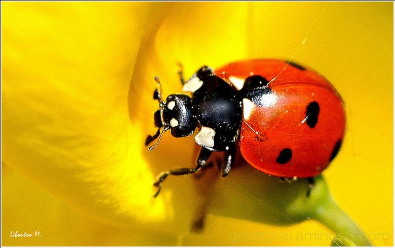 quel insecte est surnomme bete a bon dieu