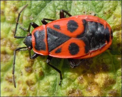 Comment appelle-t-on familièrement la sorte de punaise nommée gendarme?