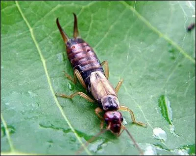 Plus facile, comment appelle-t-on communément le forficule?