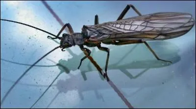 Les plécoptères ou perles sont souvent nommées aussi ...