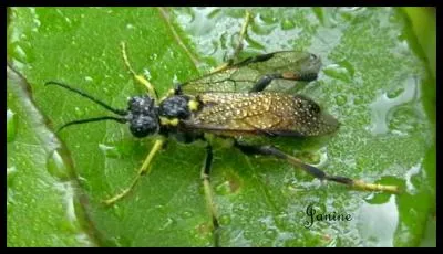 La tenthrède est appelée "mouche à scie" mais comment nomme-t-on sa larve?