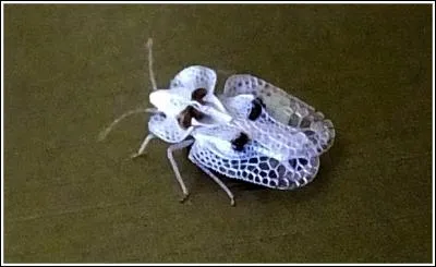 Quel genre d'insecte est appelé "tigre du platane"?