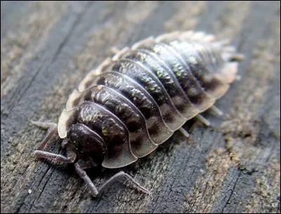 Lino Ventura, Charles Aznavour, Pierre Brasseur !