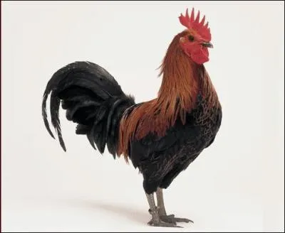 Quel est le nom de cet animal ?