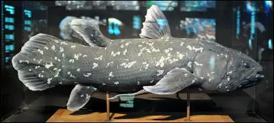 Les clacanthes (photo) et dipneustes existaient avant les dinosaures.