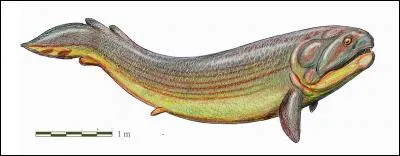 Quel était le régime de Rhizodus ?