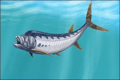 Quel est ce poisson ?