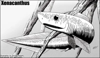 Xenacanthus est un requin comme Xiphactinus.