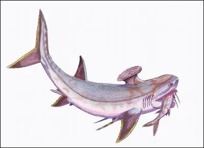 Nous pensons que seule la femelle Stethacanthus possédait cette brosse au niveau de la nageoire dorsale.