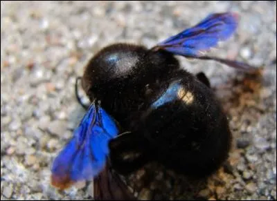 Reconnaissez-vous l'abeille charpentière qui ressemble à un bourdon ?Elle aussi peut piquer , elle creuse des galeries dans du bois tendre pour y pondre.