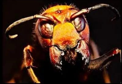 Un insecte qui me terrorise, il peut atteindre 4 cm de long, ses piqûres sont très douloureuses et peuvent causer des chocs mortels, c'est le frelon. Reconnaissez-vous son nid ?