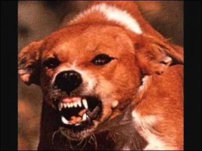 Lequel de ces animaux peut transmettre la rage ?