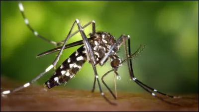 Le moustique tigre transmet la dengue et et le paludisme.