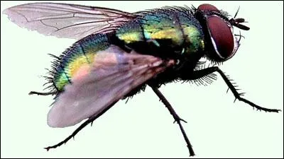 La responsable de " la maladie du sommeil" est la mouche tsé tsé, la reconnaissez-vous ?