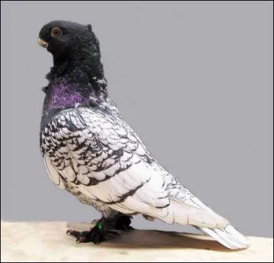 Le pigeon cravaté oriental n'est pas mal dans sa catégorie. D'où viennent ses belles couleurs ?