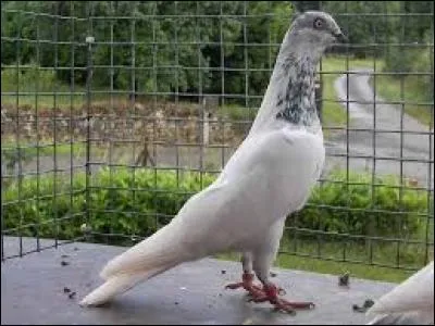 Quelle est la particularité du haut-volant de Budapest ?