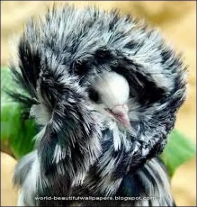 D'où nous vient ce magnifique pigeon, nommé "capucin" ?
