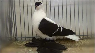 Que retrouve-t-on sur les pattes du pigeon de Saxe à ailes colorées ?