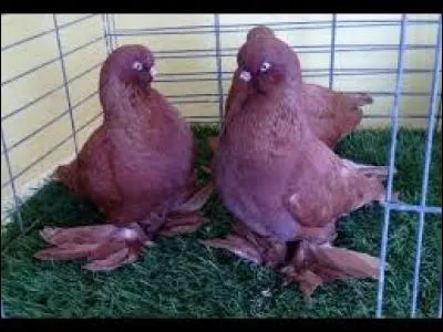 Dans quelle couleur retrouve-t-on principalement les culbutants anglais à face longue ?