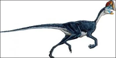Sur quel continent a vécu l'oviraptor ?