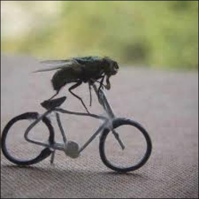 Que fait cette mouche ?