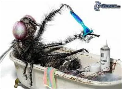 Que fait cette mouche ?
