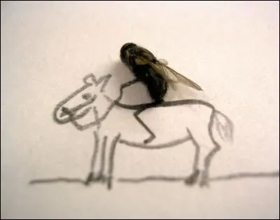 Sur quel animal cette mouche est-elle ?