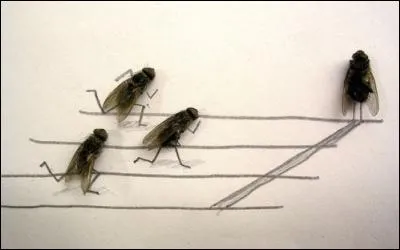 Dans quel sport peut-on voir ce genre de course ?