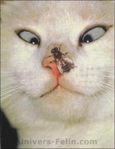 Sur quel animal la mouche est-elle posée ?