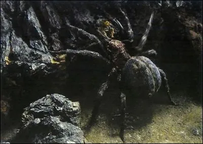 Dans "Le Seigneur des anneaux : Les Deux Tours", qui sauve Frodon de l'araignée géante ?