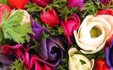 Quiz Couleurs