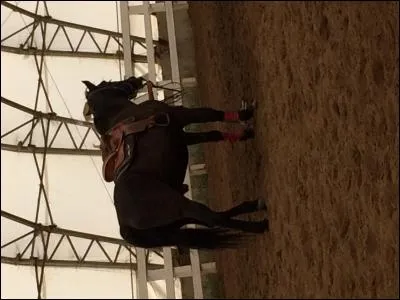 Y a-t-il des chevaux ?