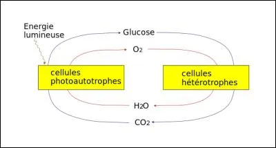 Organisme qui utilise du carbone minéral sous forme de CO2 pour synthétiser sa propre matière organique.