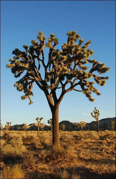 Organismes extrêmophiles vivant dans des milieux très pauvres en eau.