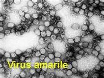 Quel animal sert d'hôte au virus de la fièvre jaune ?