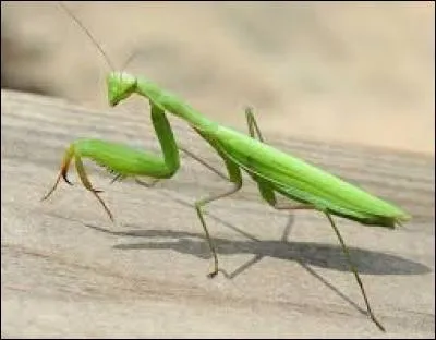 Quel est le nom de l'insecte présenté sur la photo ?