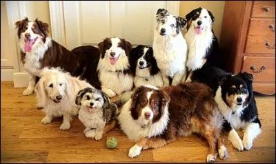Quelle race de chien aimes-tu le plus ?