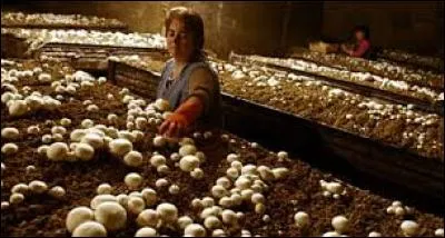 Parmi ces trois champignons, lequel peut être cultivé en champignonnière ?