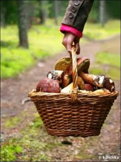 En France, comment la cueillette des champignons est-elle réglementée ?