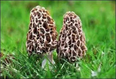 Là où vous aurez la chance des trouver des morilles, quel autre champignon aurez-vous également l'opportunité de trouver très probablement ?