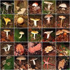 Quiz Champignons