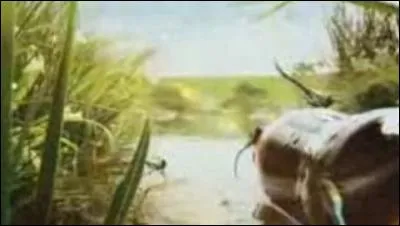 La photo est volontairement choisie floue, quelle marque de boisson gazeuse a choisi des insectes pour sa pub ?