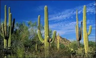 Quelle plante est un emblème des paysages d'Arizona que l'on voit partout et notamment dans les décors de westerns ?