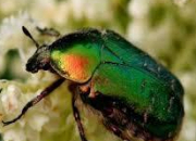 Quiz Insecte : Dis-moi si tu butines !
