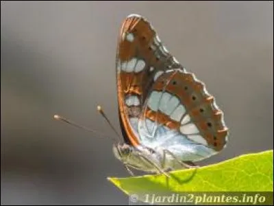 Ce joli papillon azuré est-il un butineur ?
