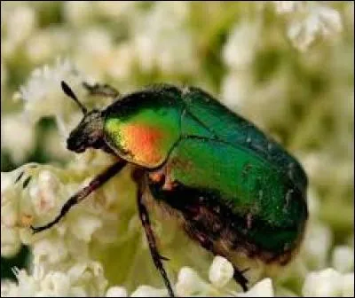 Butine-t-elle ou cherche-t-elle des pucerons ?