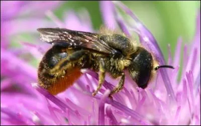 Reconnaissez-vous cette plante dont raffole l'osmie, une espèce d'abeille solitaire ?