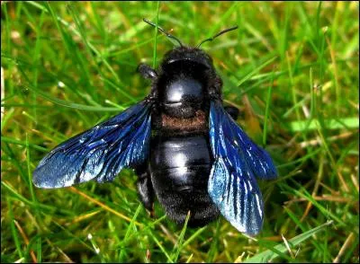 Celle-ci est xylope, une vraie charpentière. Butine-t-elle ?