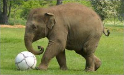 Quelle équipe nationale de football appelle-t-on "Les éléphants" ?
